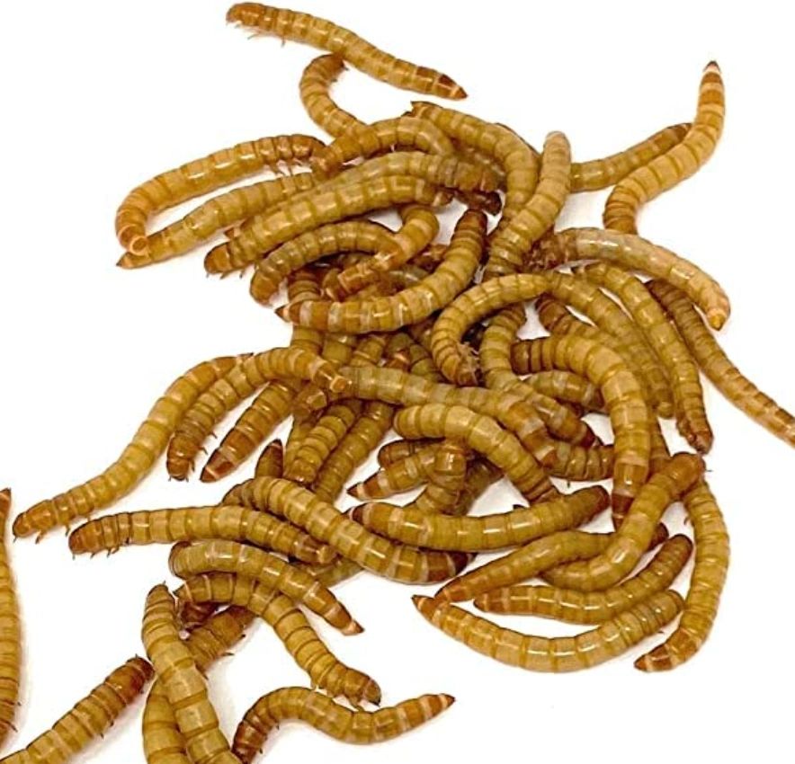 Understanding Mealworm Behavior